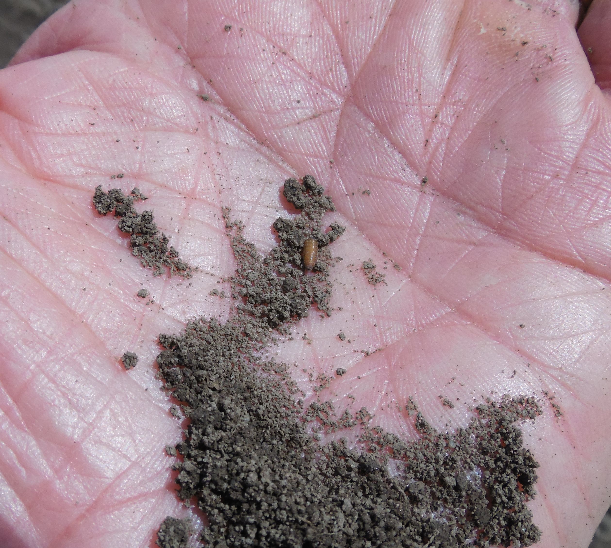 Seed corn maggot pupae.